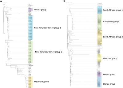 The use of whole-genome sequencing and development of bioinformatics to monitor overlapping outbreaks of Candida auris in southern Nevada